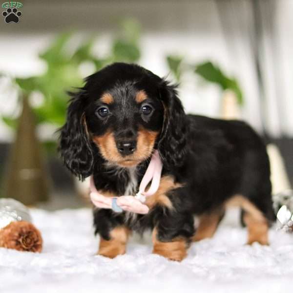 Brooklyn, Dachshund Puppy